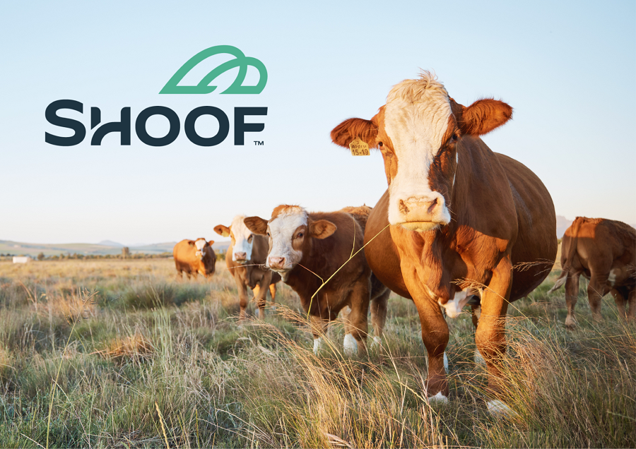 Shoof International appoints agency for PR and social work in Australia and New Zealand